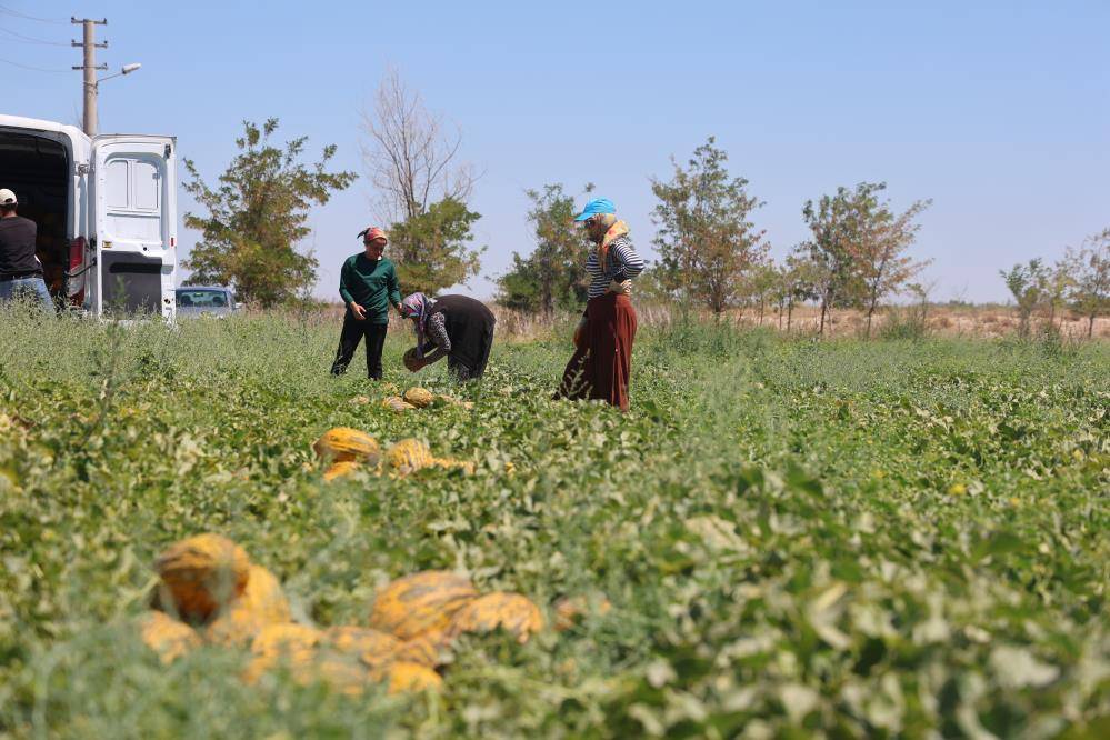 Konya’da yetişiyor, ünü dünyaya yayılıyor! Tarladan bu fiyata çıkıyor 3